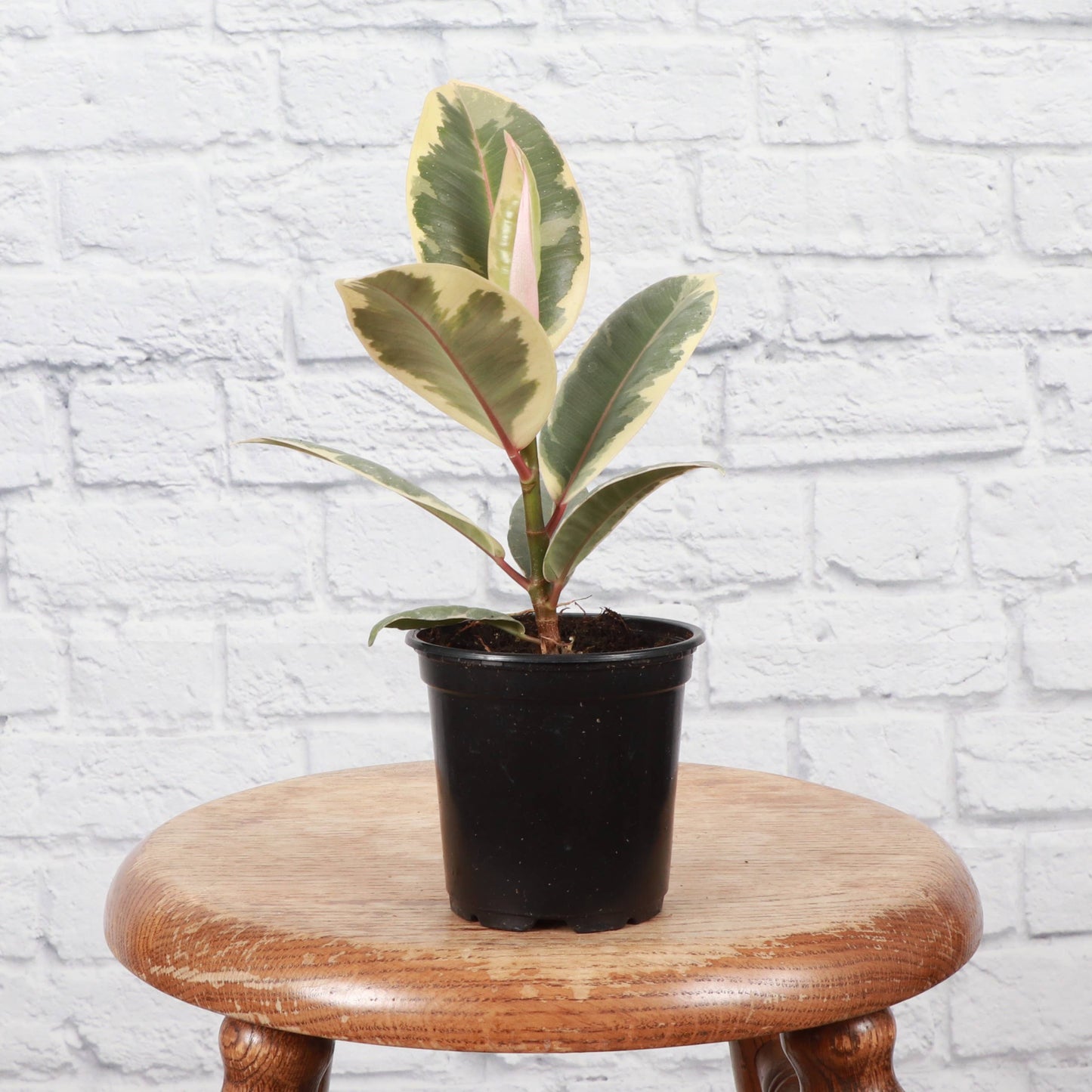 Tineke Rubber Plant - Live Plant: 4" Pot