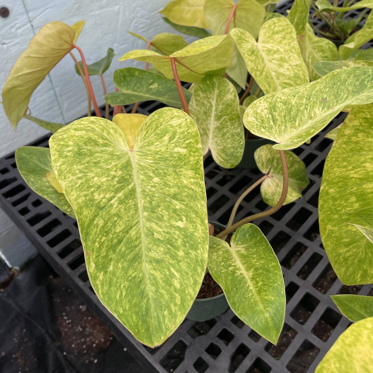 Painted Lady Philodendron - Live Plant - Rare: 4" Pot