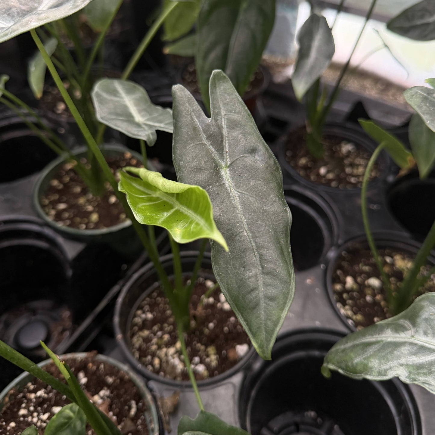 Alocasia Longiloba Silver - 4" Live Plant