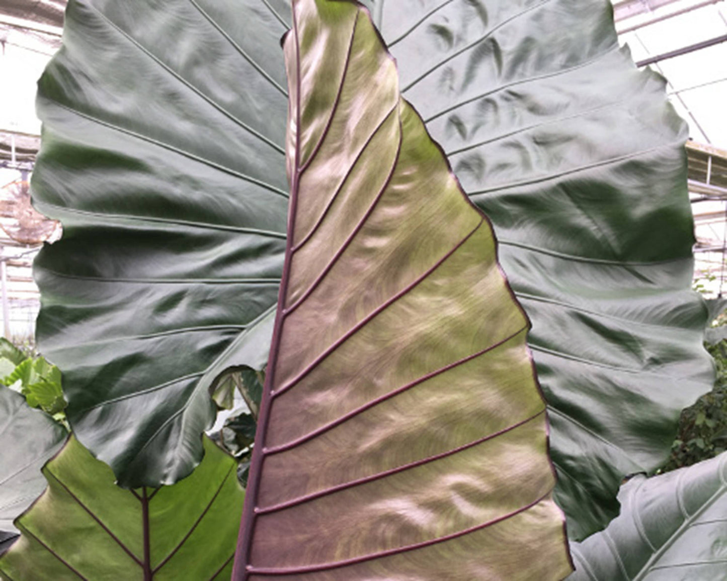 Alocasia Sumo starter: Yes. Please pot in 3 inch pots.