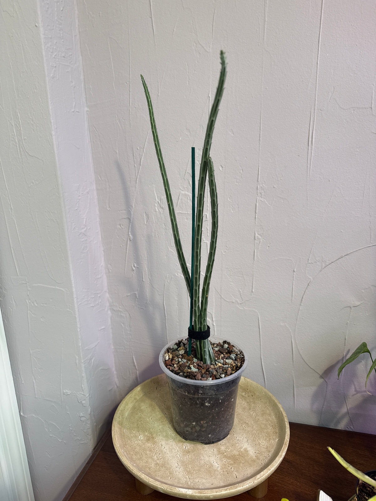Extra Tall Pickle Cactus