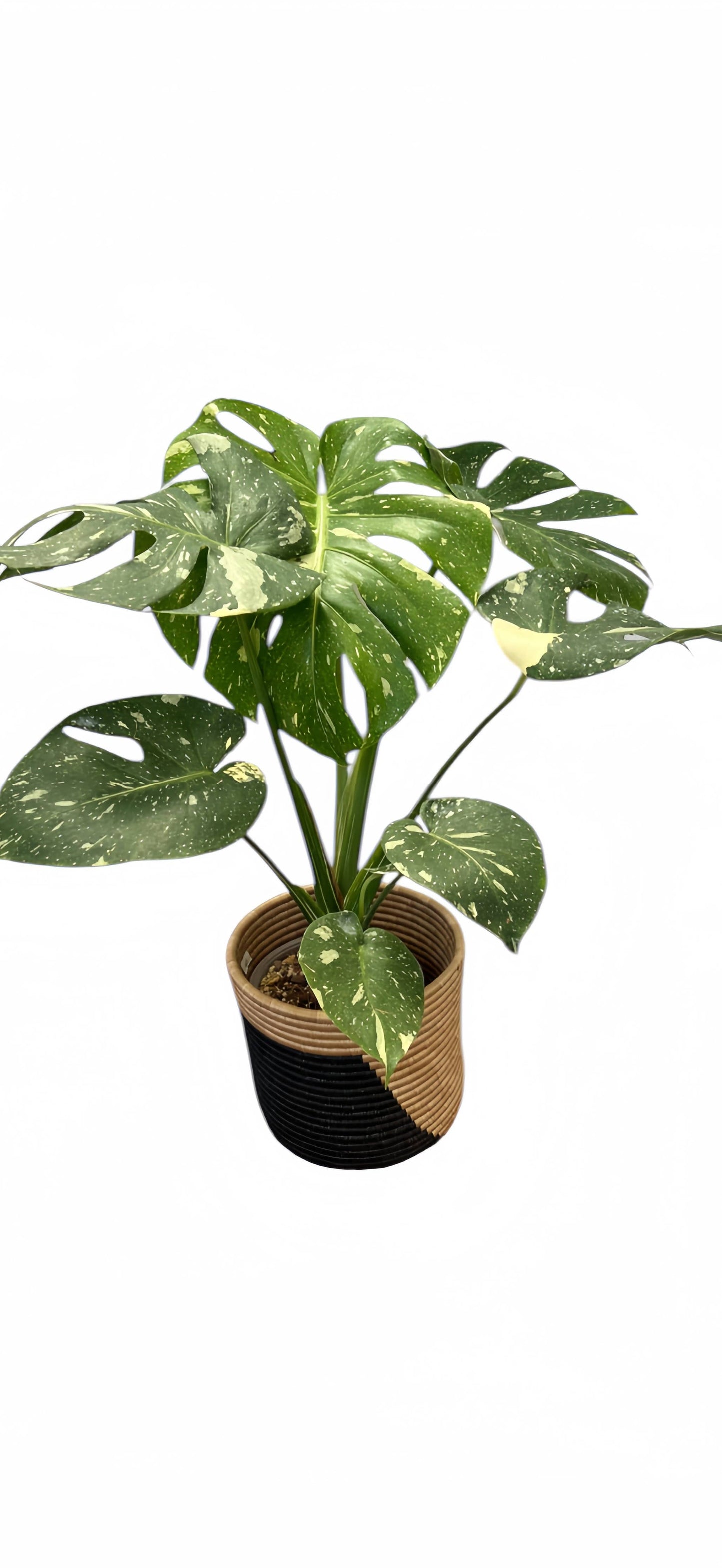 Monstera Thai Constellation: 6" Pot