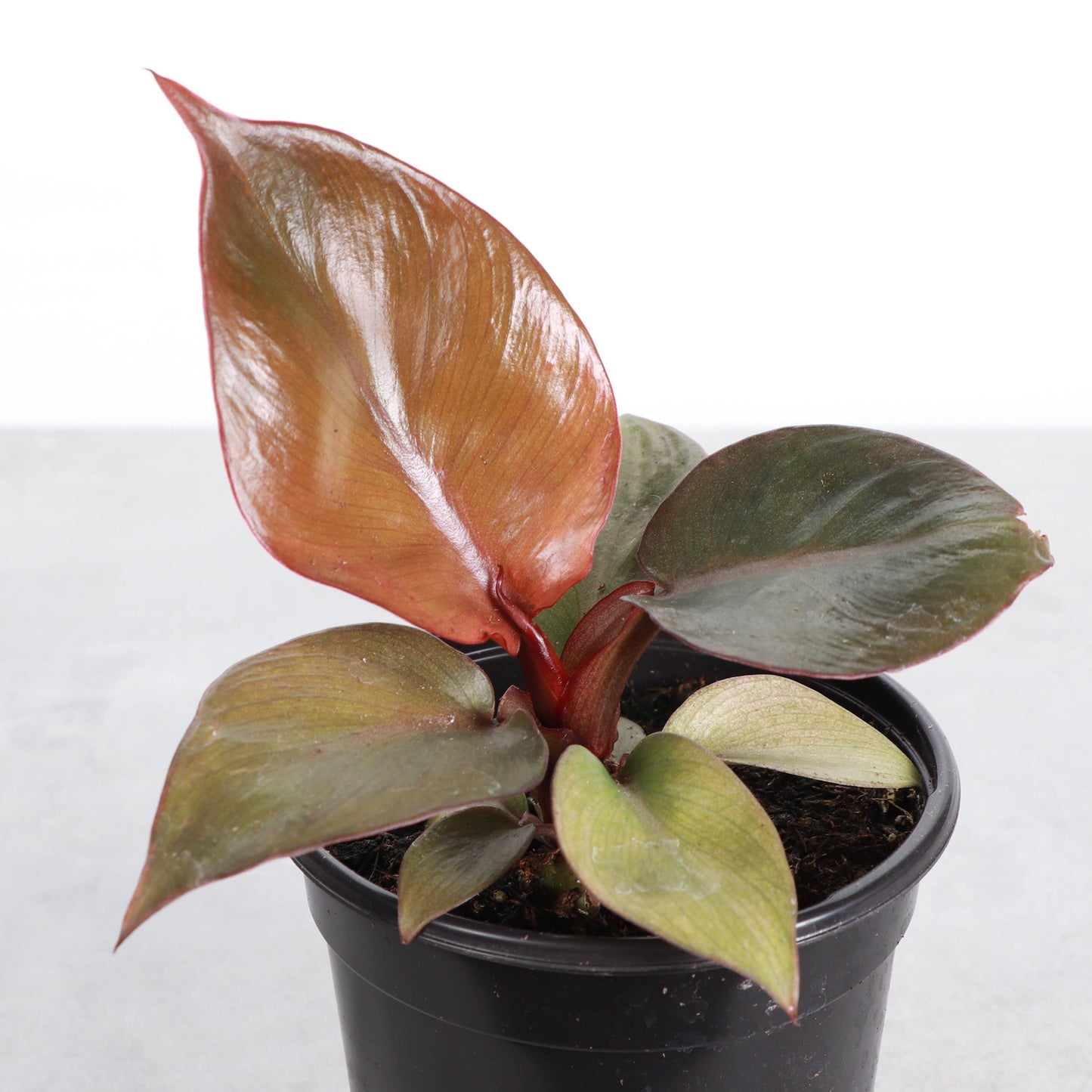 Red Heart Philodendron - 4" Live Plant