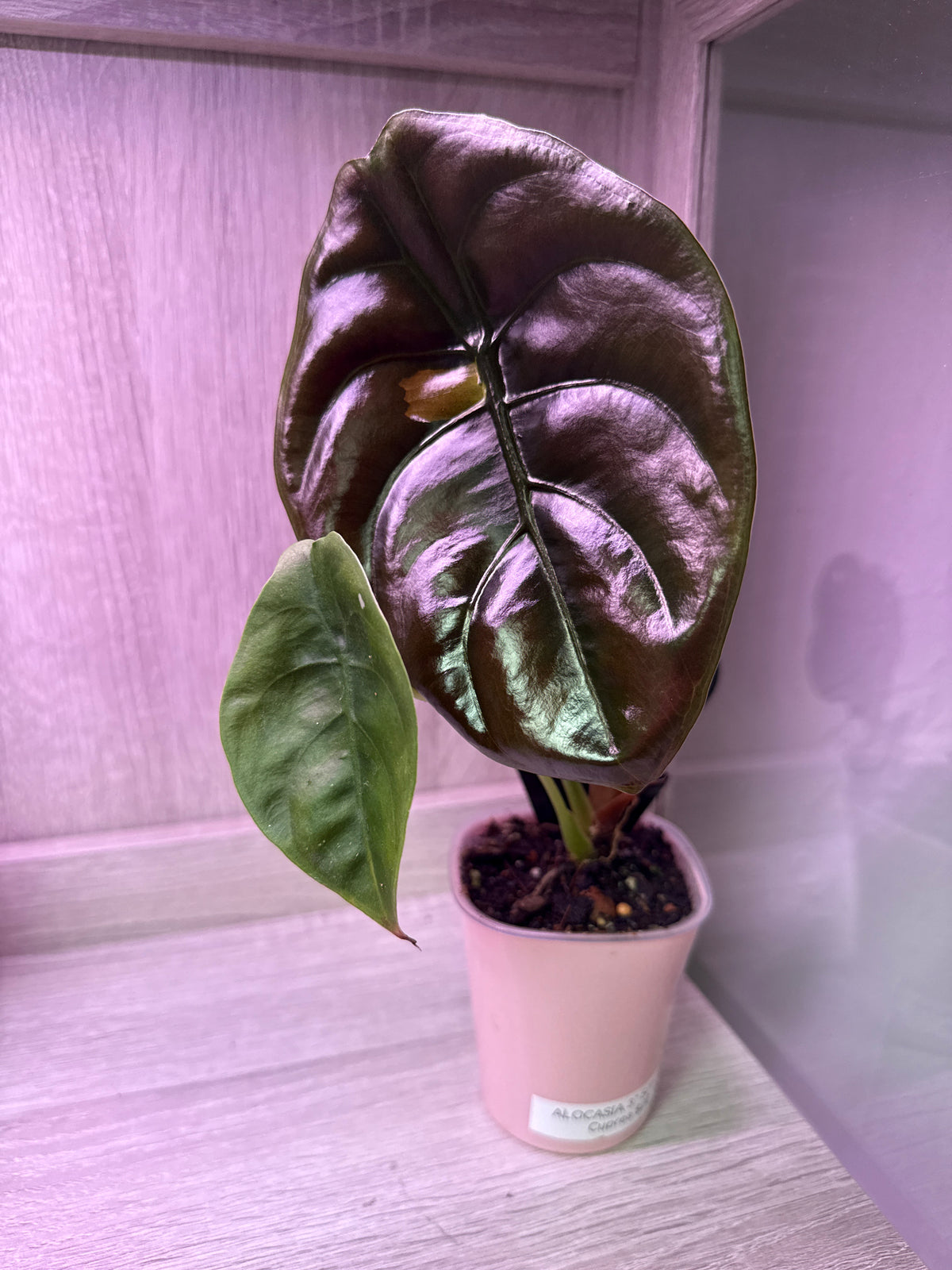 Alocasia Cuprea 3in self watering pot rare