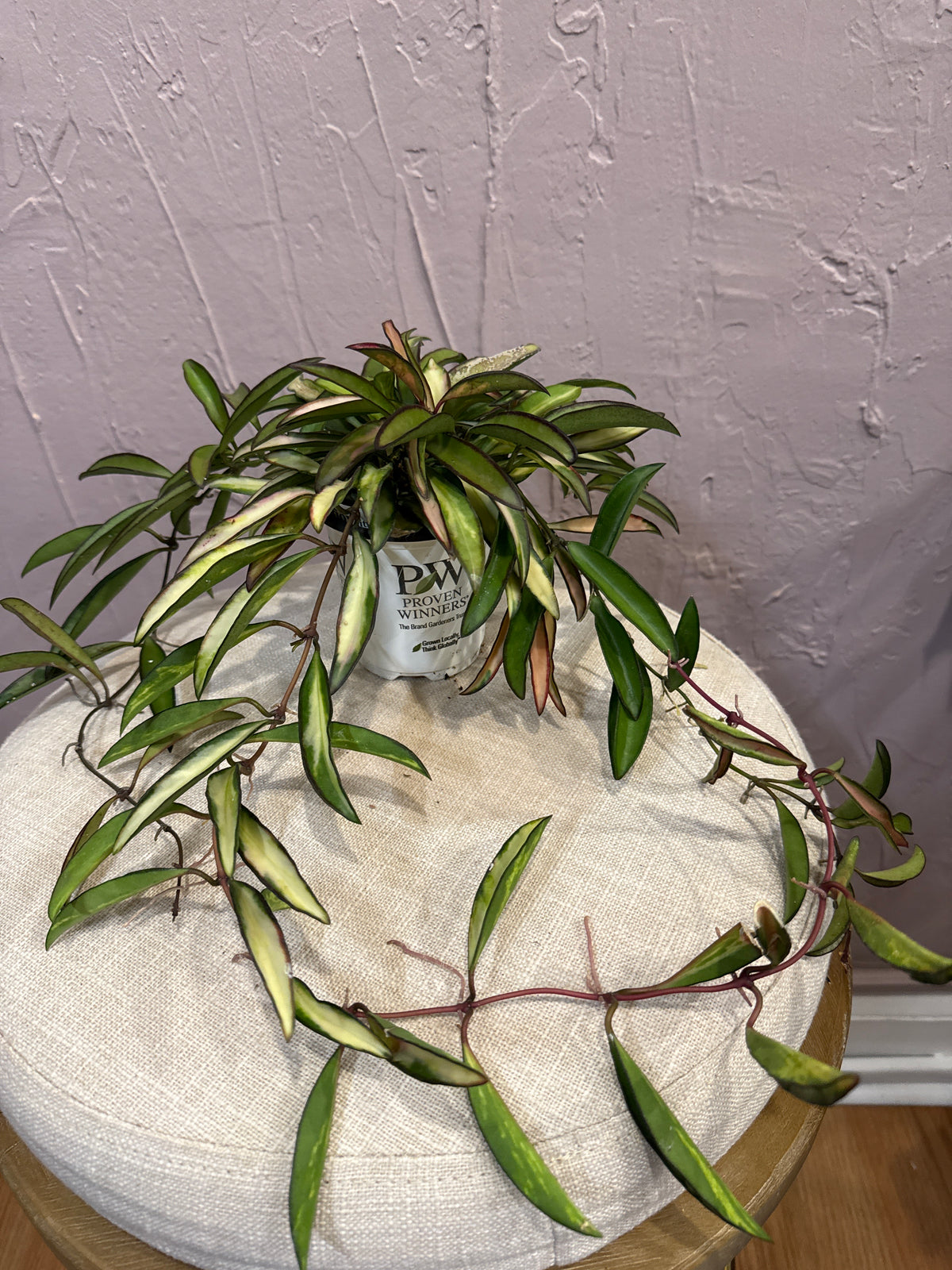Hoya Wayetti TriColor 4”