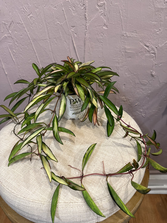 Hoya Wayetti TriColor 4”