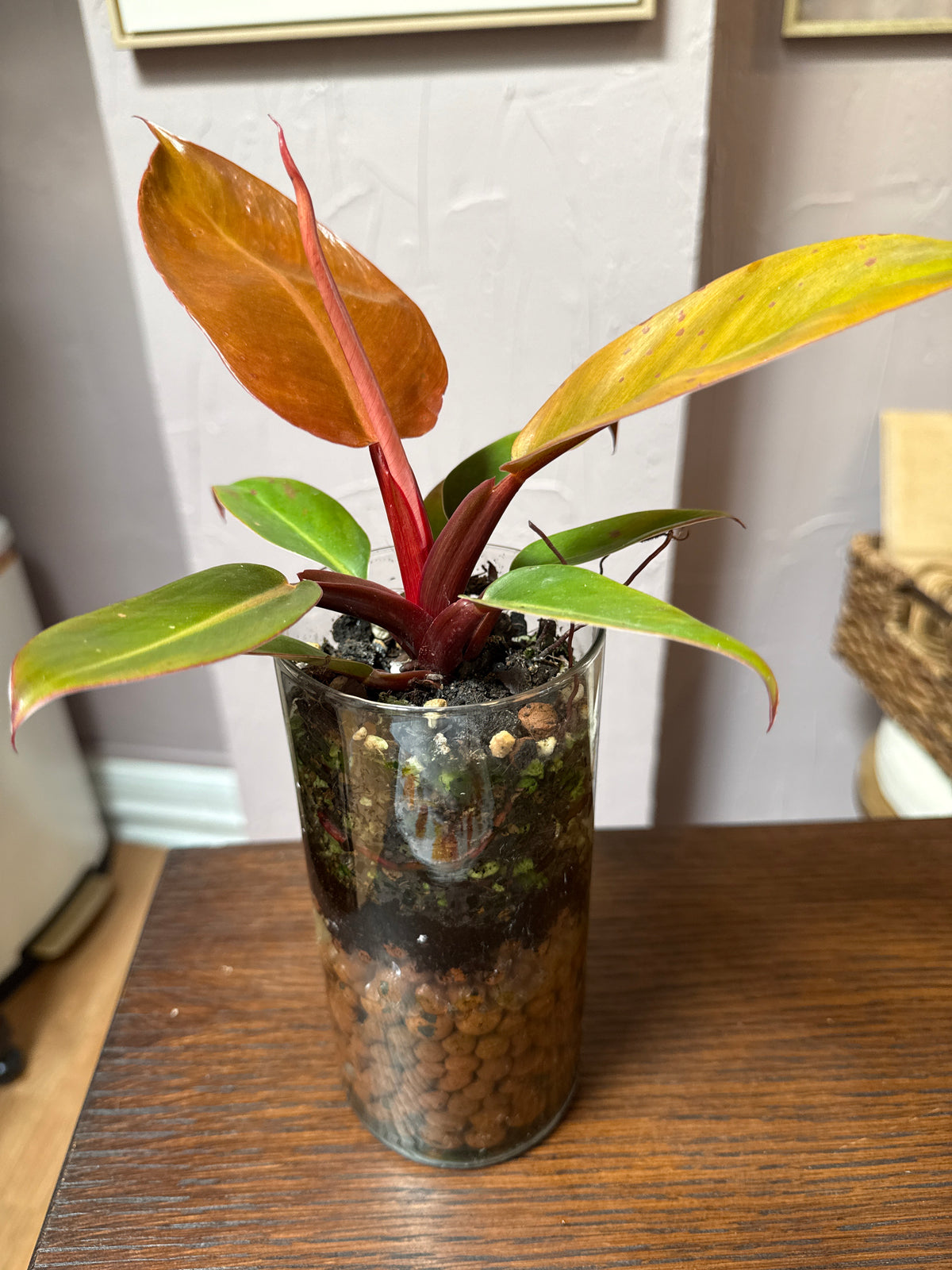 Prince of Orange Philodendron Leca ball Vase