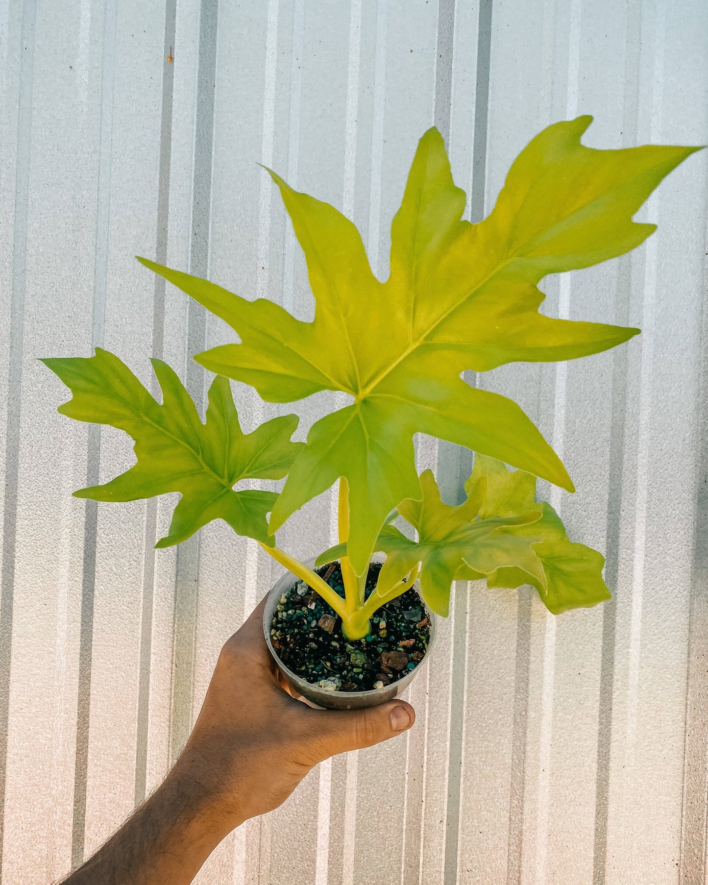 4" Philodendron 'Warscewiczii Aurea'