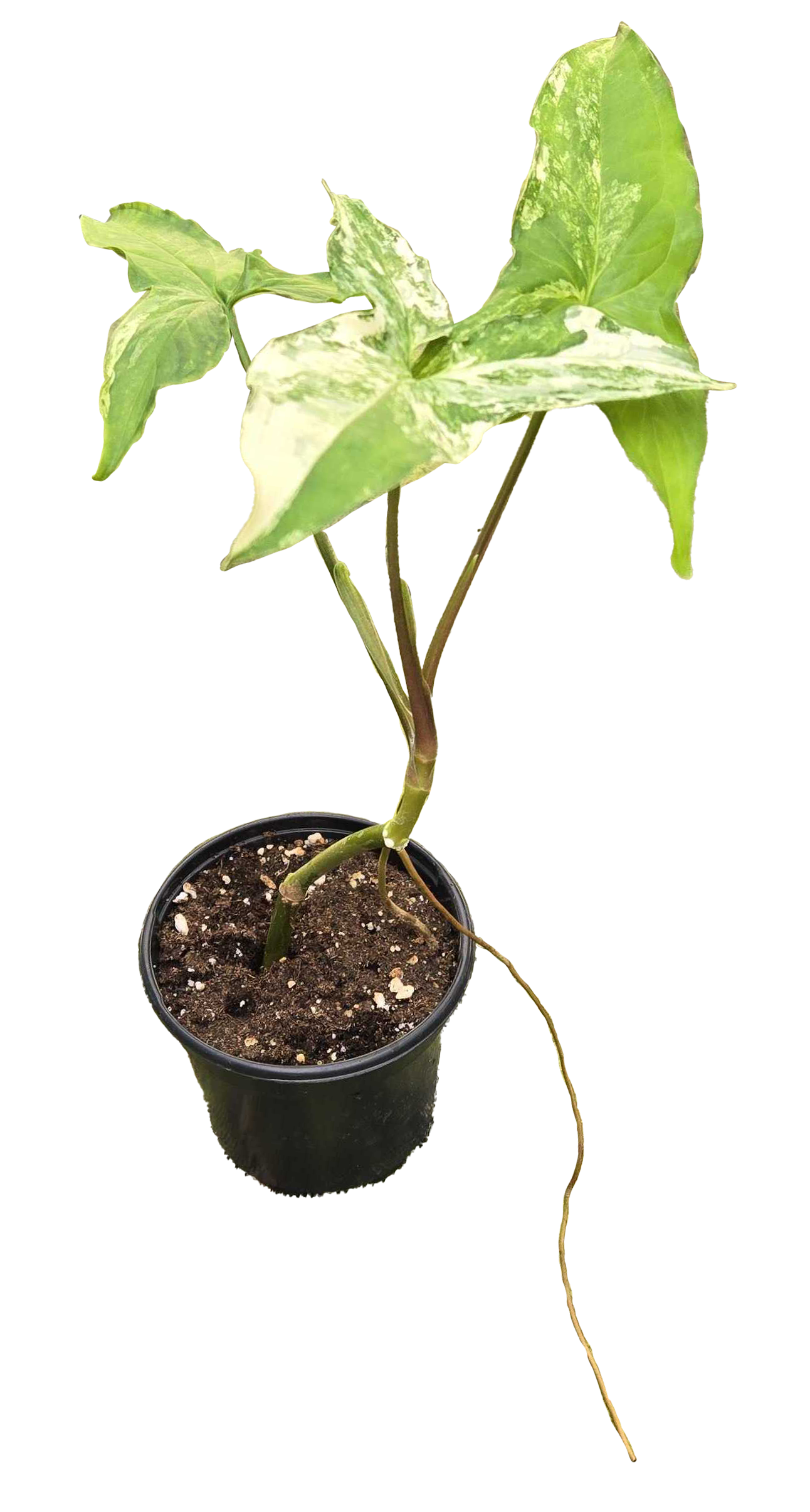 Syngonium Albo 4 inch Grower Pot