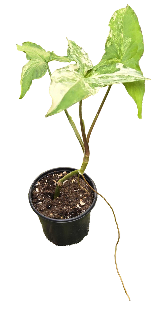 Syngonium Albo 4 inch Grower Pot