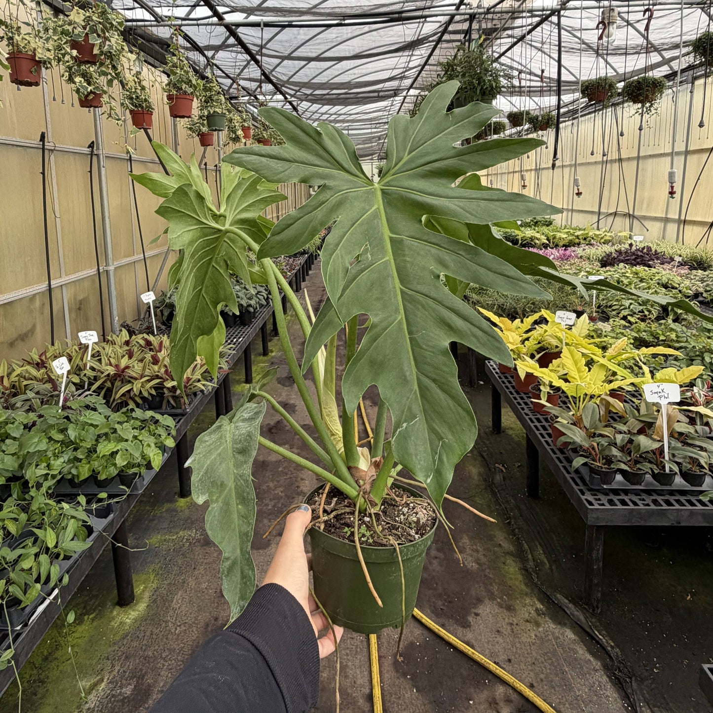 Philodendron Mayoi - Live Plant : 6" Pot