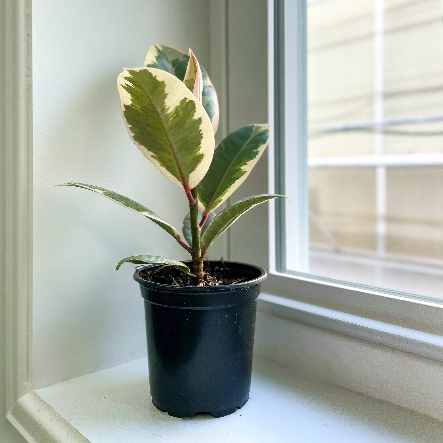 Tineke Rubber Plant - Live Plant: 4" Pot
