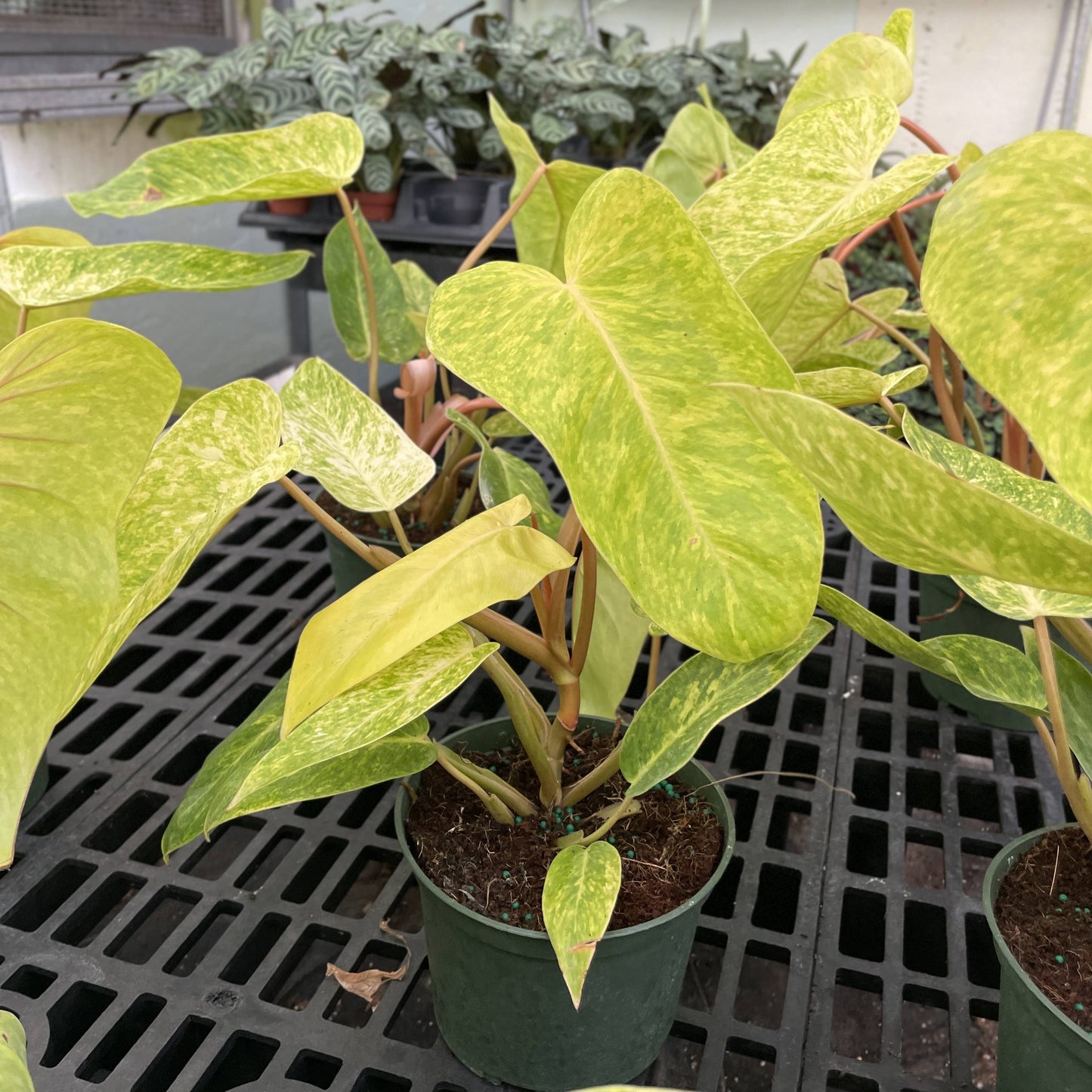 Painted Lady Philodendron - Live Plant - Rare: 4" Pot