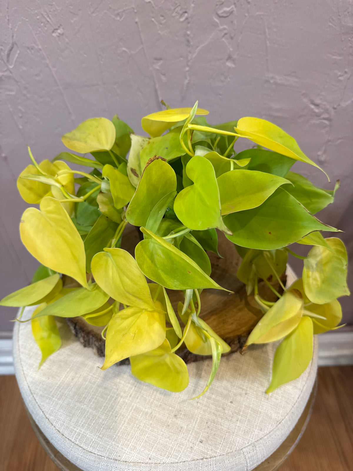 Philodendron Lemon Lime 4”