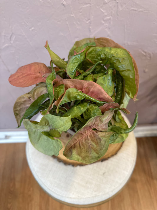 Syngonium Pink Allusion 6”