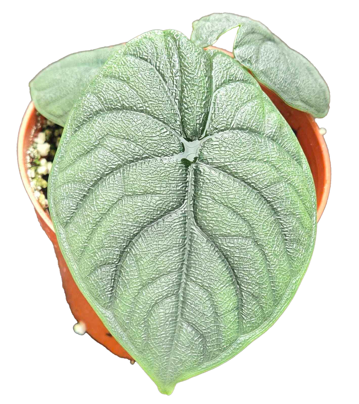 Alocasia Hami Melo 4 inch Grower Pot