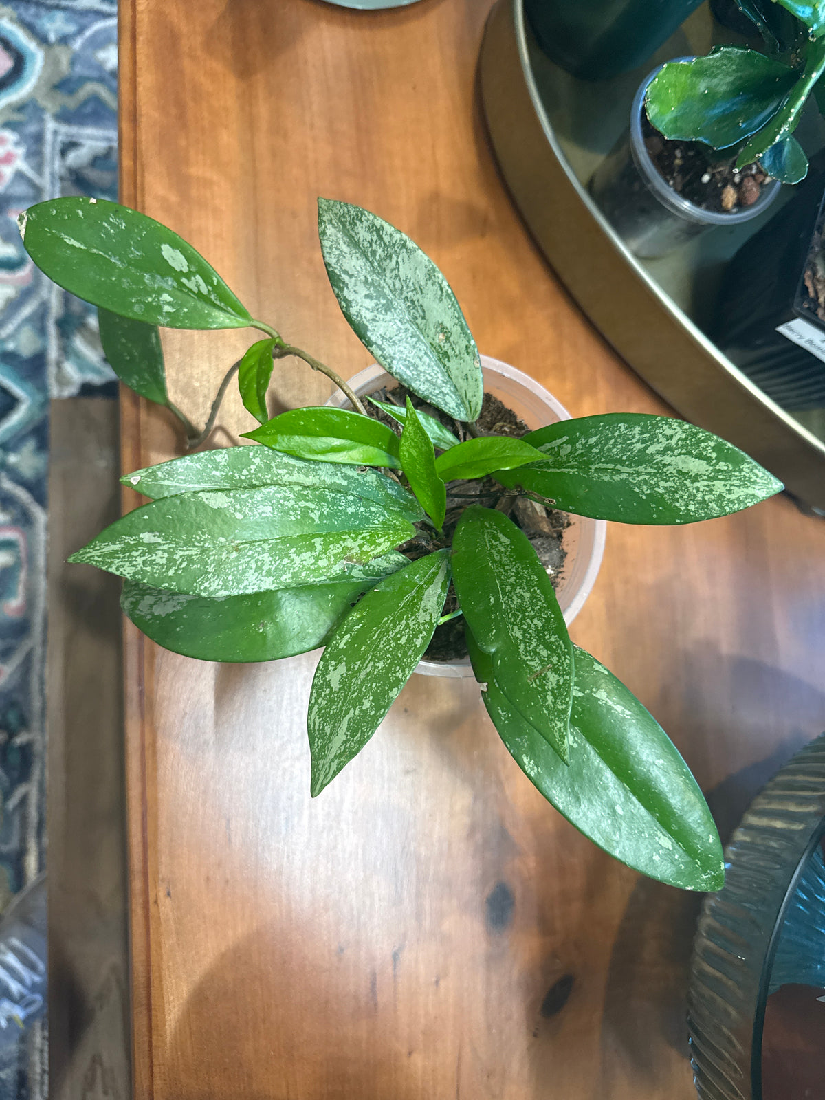 Hoya Pubicalyx verigated 4” pot