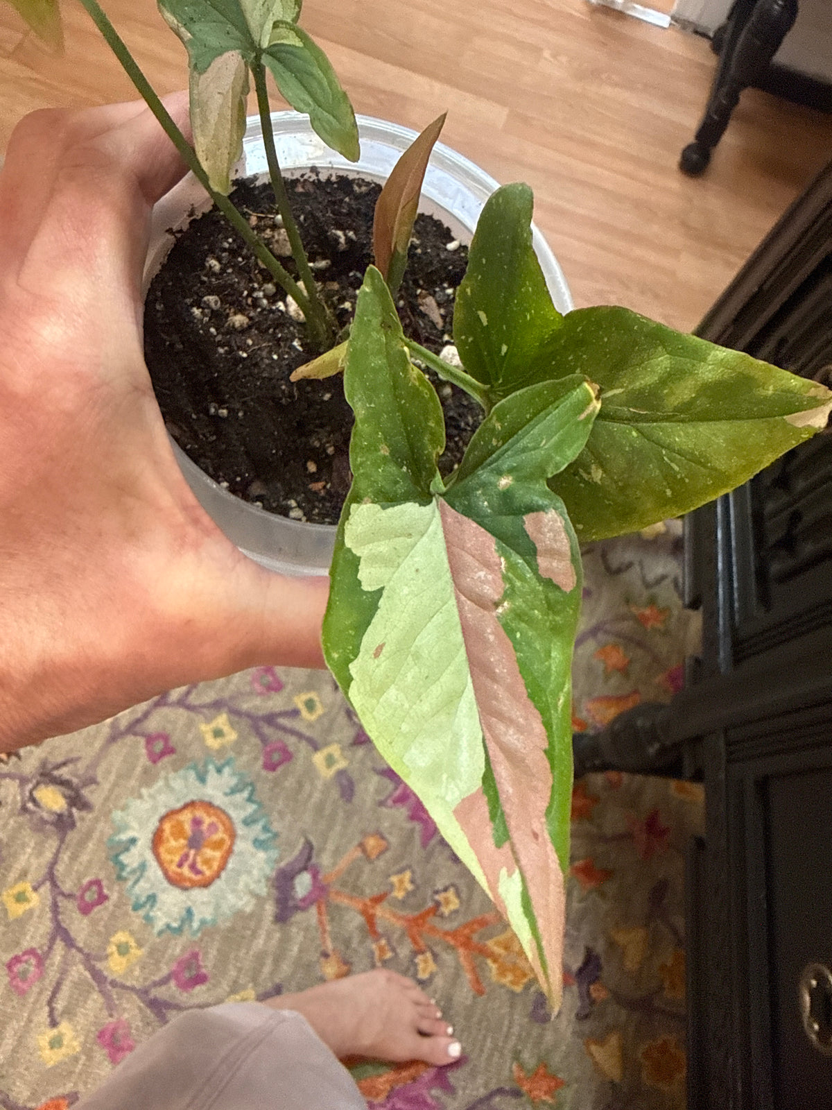 Rare Syngonium Tricolor 4” self watering pot