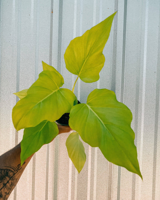 4" Philodendron 'Warscewiczii Aurea'