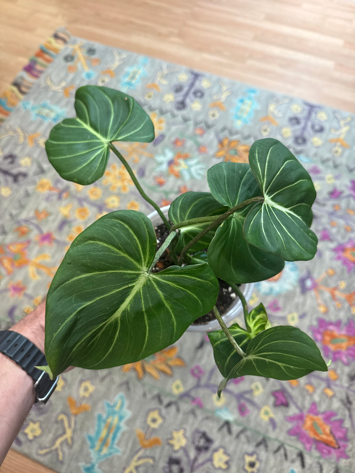 Philodendron 'Gloriosum' - 6" Pot