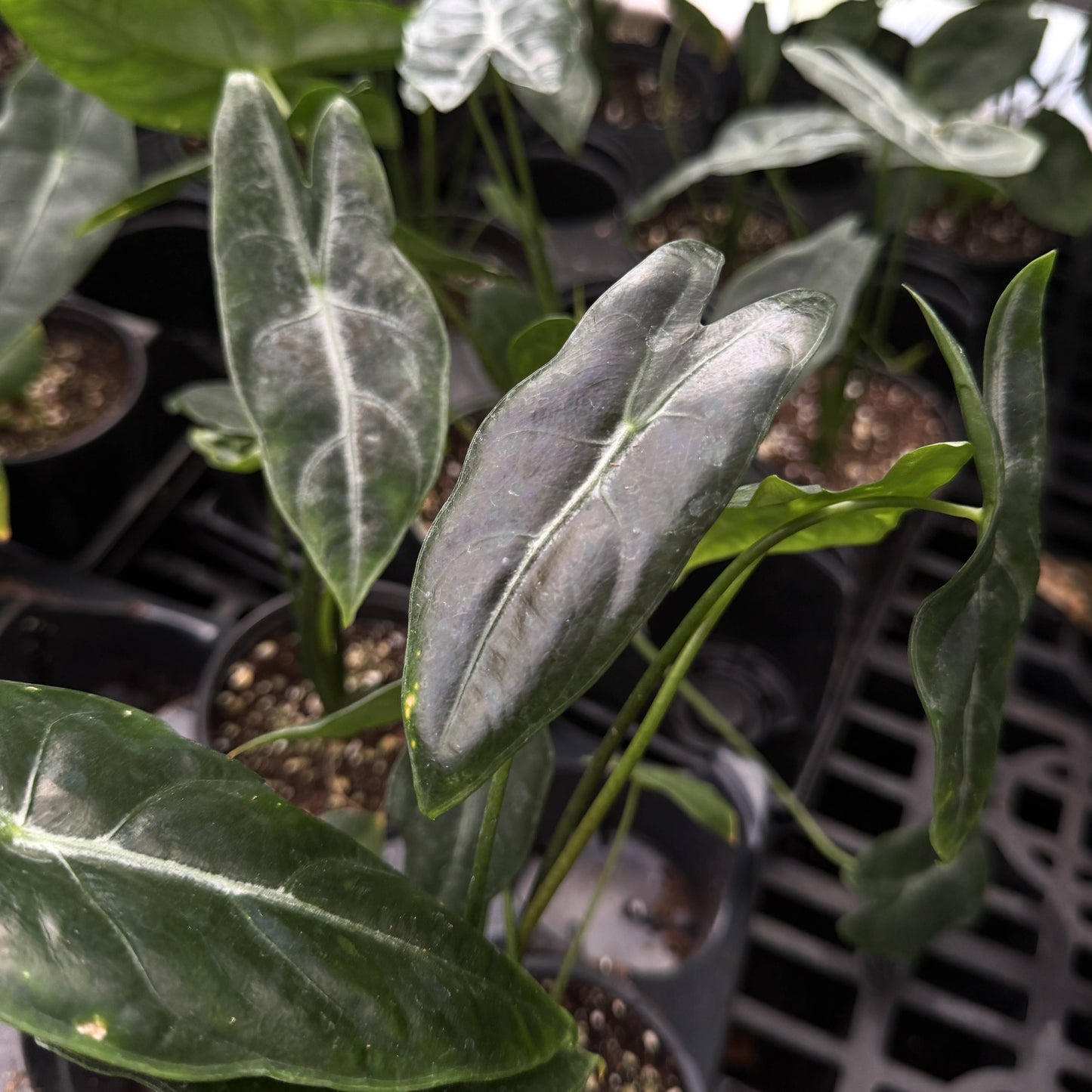 Alocasia Longiloba Silver - 4" Live Plant