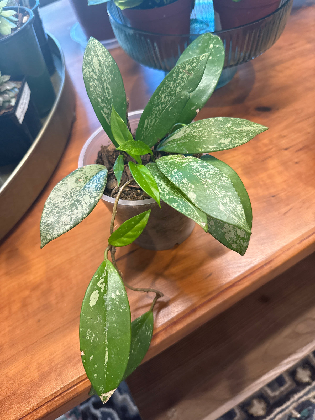 Hoya Pubicalyx verigated 4” pot