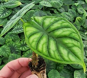 Alocasia Dragon Scale. starter: Yes. Please pot them in a 3 inch pot.