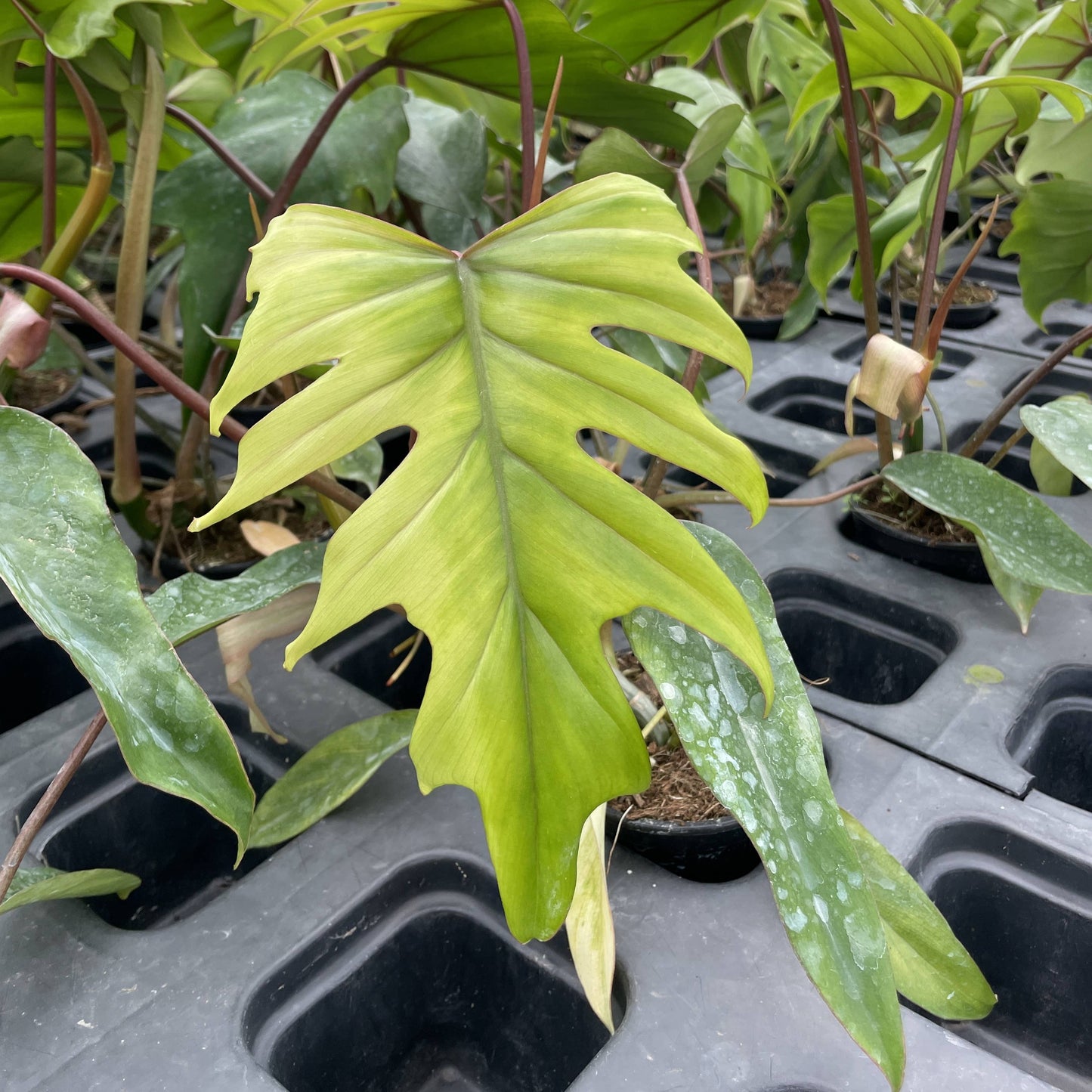 Philodendron Mayoi - Live Plant : 6" Pot