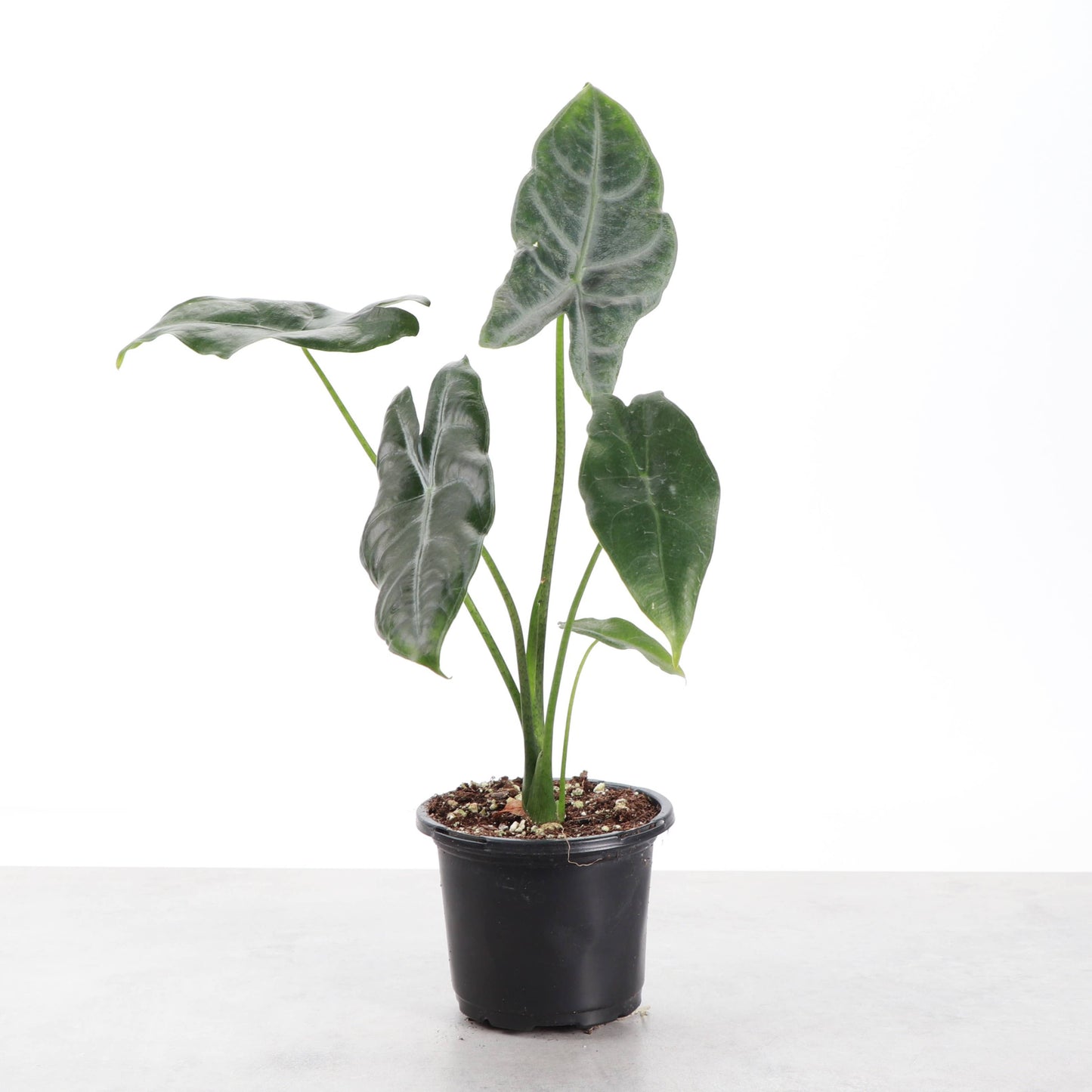 Alocasia Longiloba Silver - 4" Live Plant