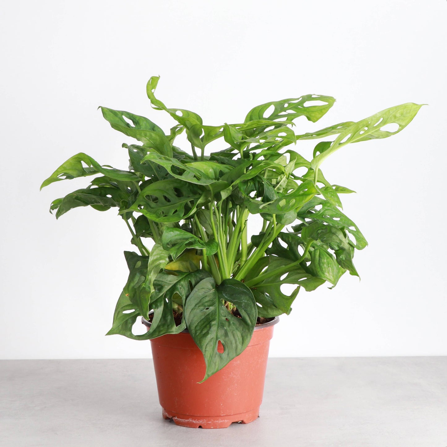 Swiss Cheese Plant, Monstera Adansonii - Live Plant: 6" Pot