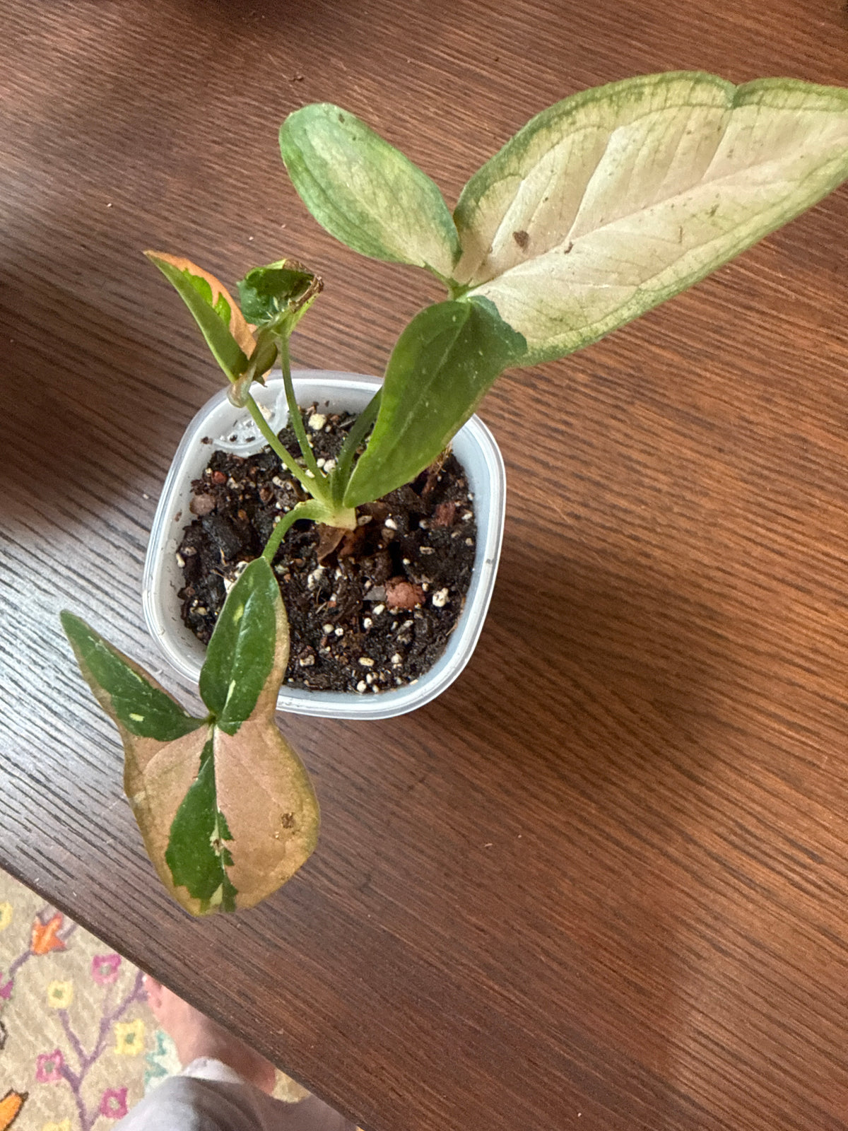 Rare Syngonium Tricolor 3” self watering pot