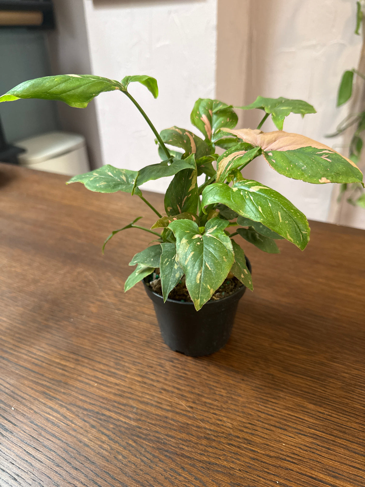 4" Syngonium 'Pink Splash'