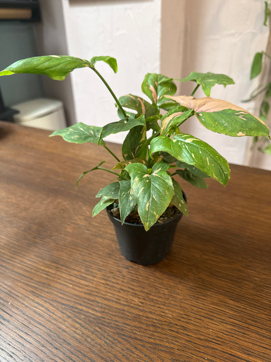 4" Syngonium 'Pink Splash'