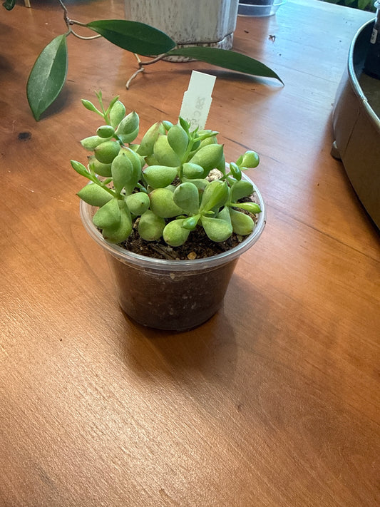 Cotyledon pendens - Cliff Cotyledon