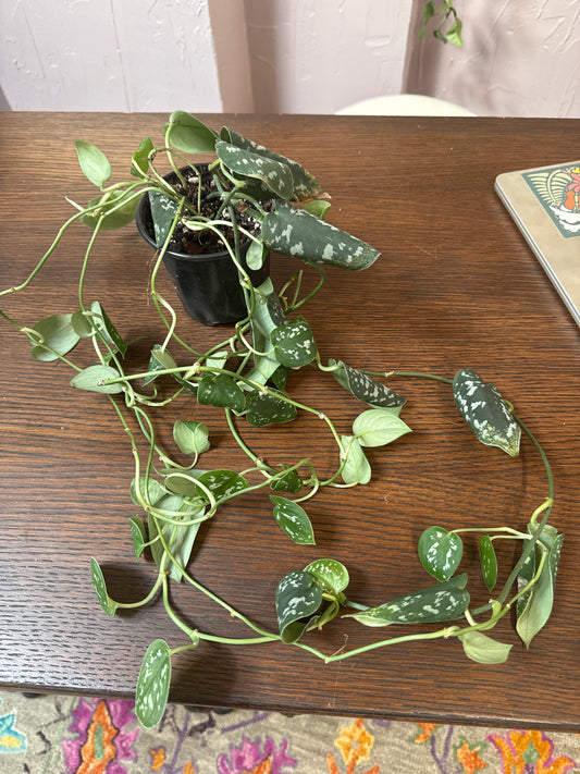 Satin Pothos 4in