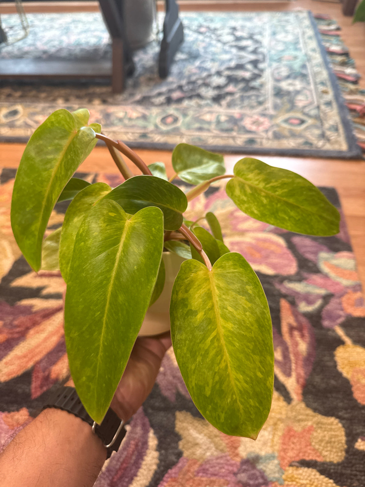 Painted Lady Philodendron - Live Plant - Rare: 4" Pot