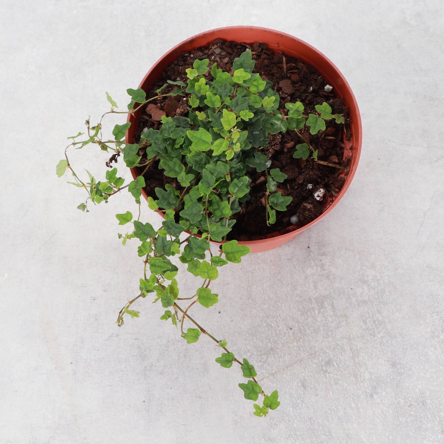 String of Frogs Plant - Creeping Fig - 4" Live Plant