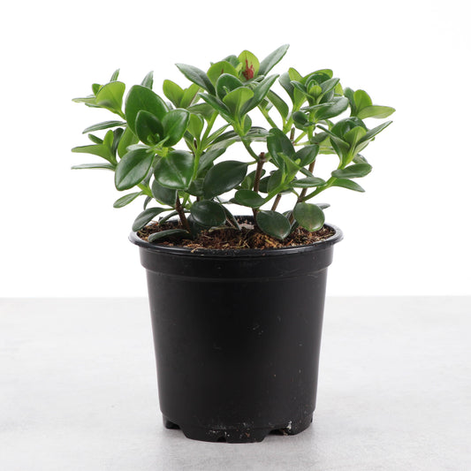 Goldfish Plant - Live Plant: 4" Pot