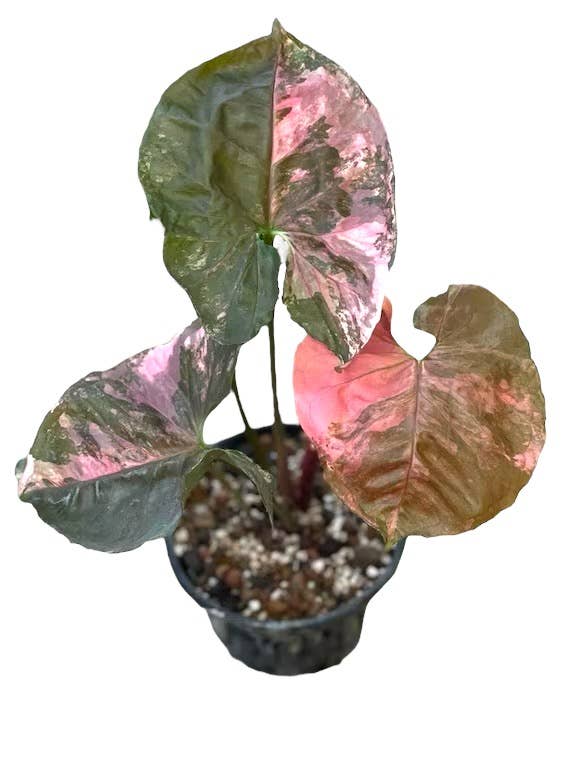 Syngonium Strawberry Ice
