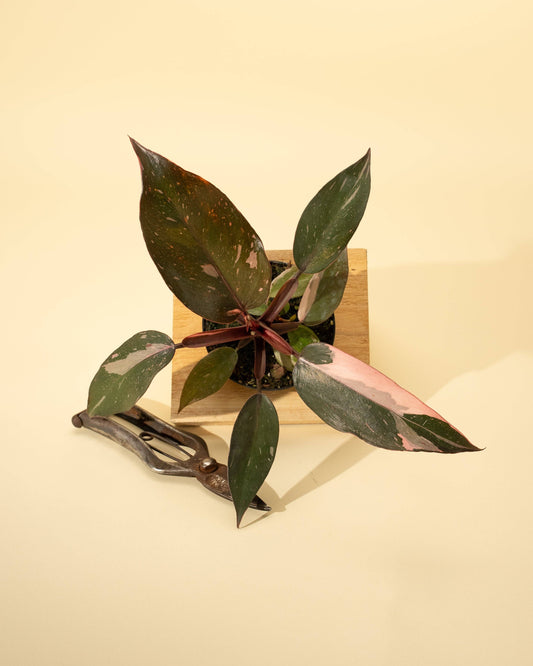 4" Philodendron 'Pink Princess'