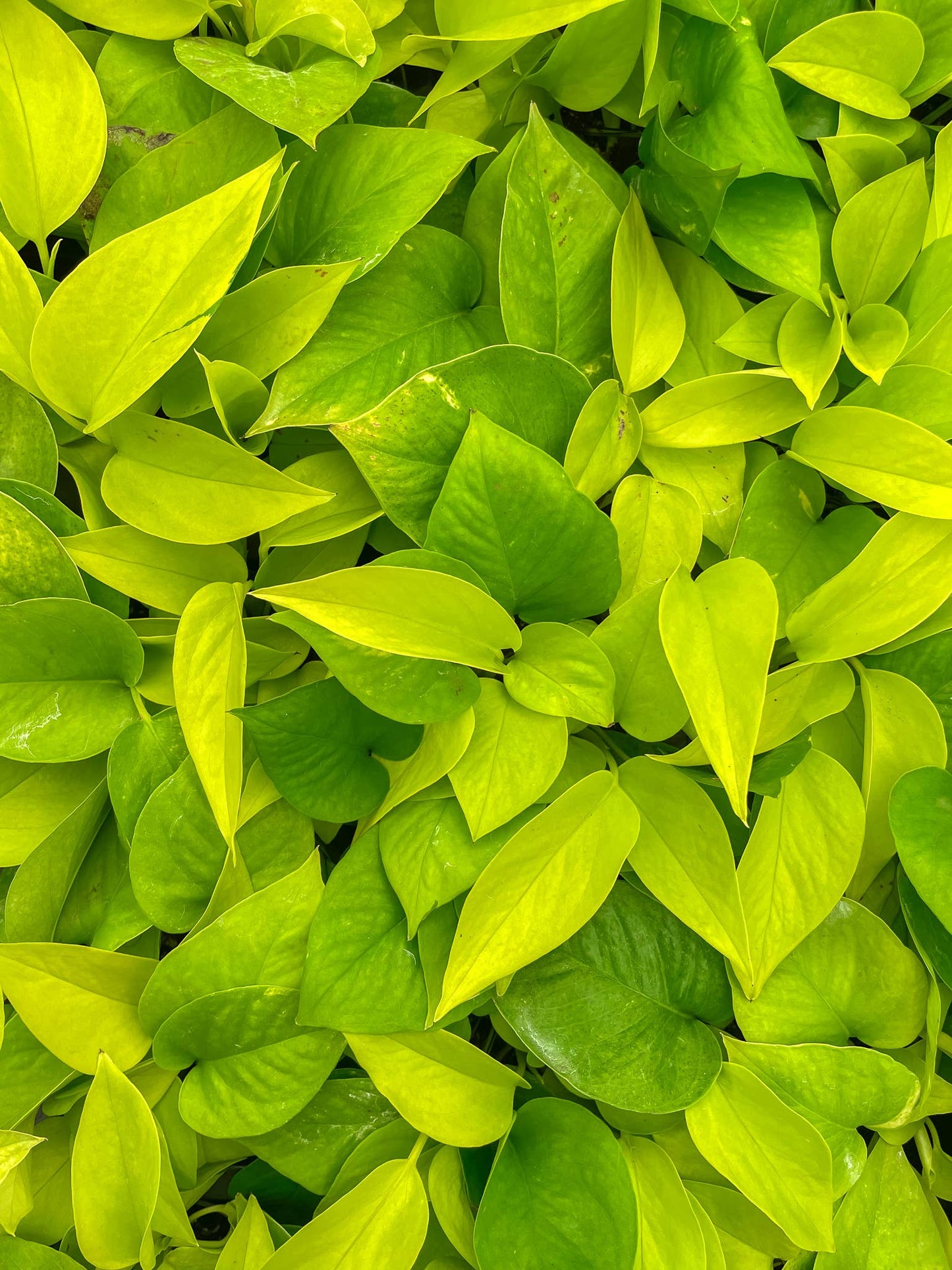 Neon Pothos Plant - Live Plant: 4" Pot