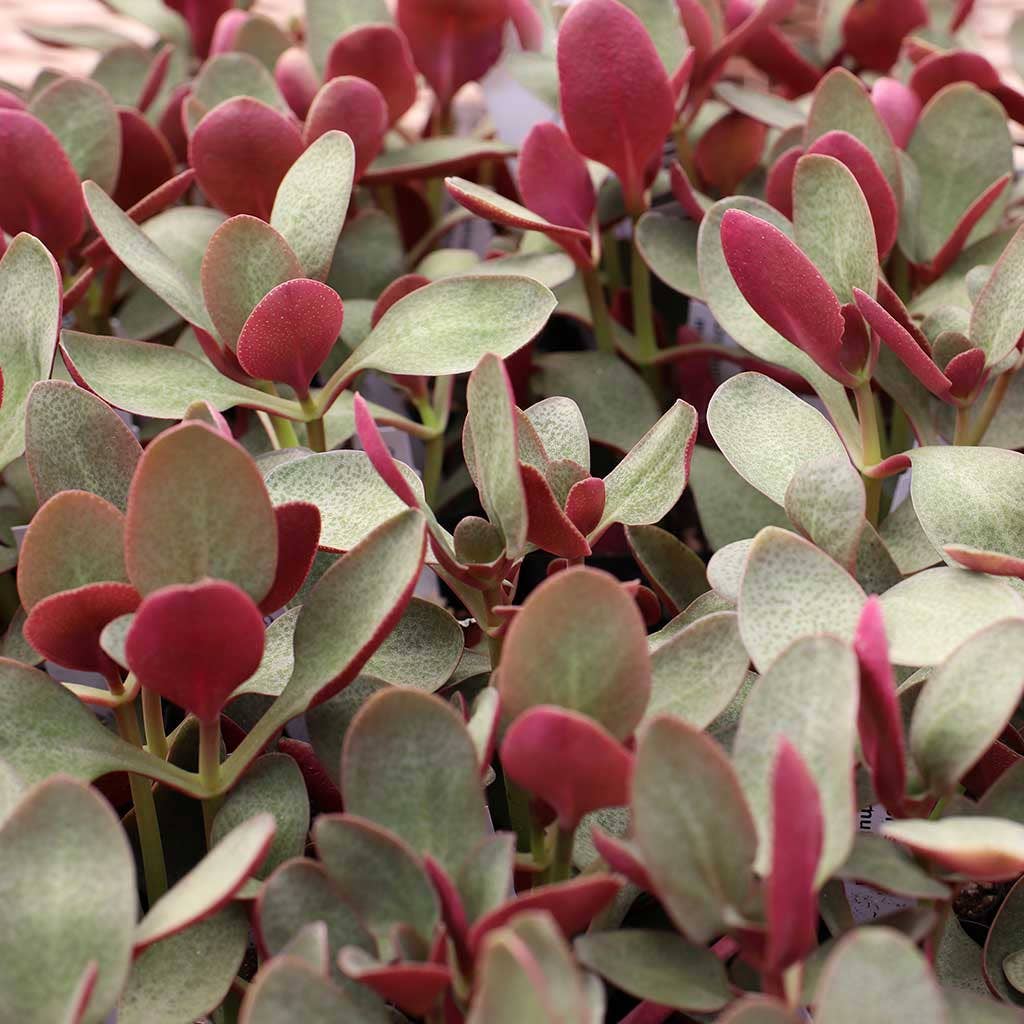 Crassula multicava - Fairy Crassula