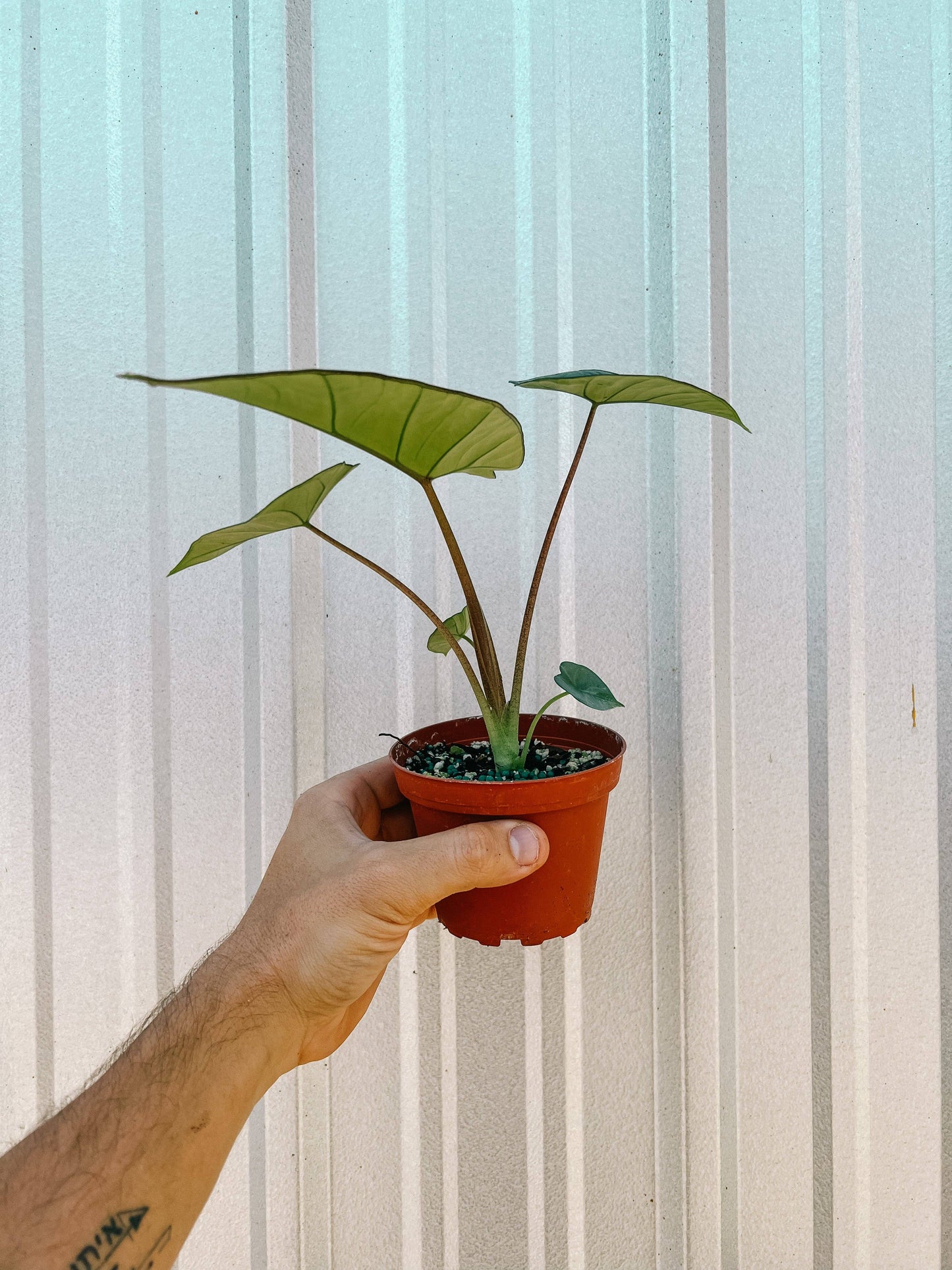 4" Alocasia 'Platinum'