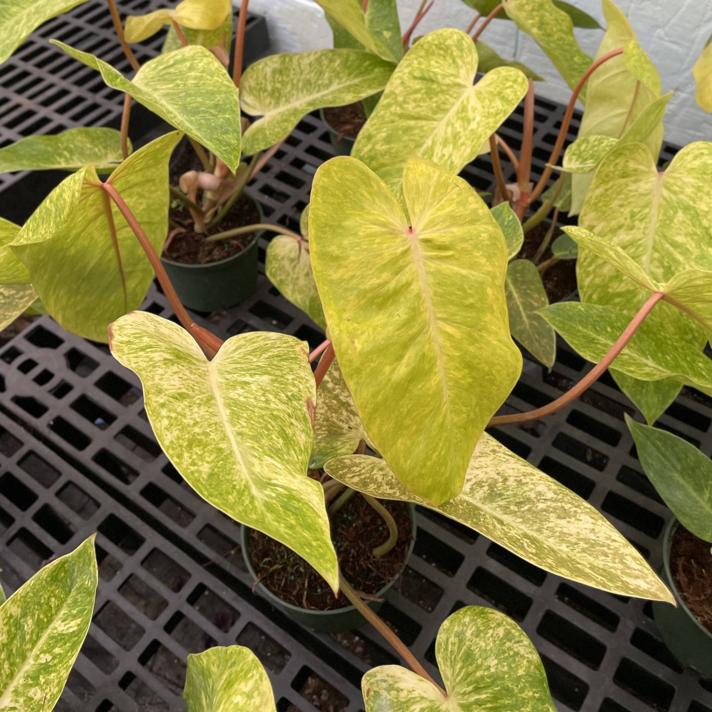 Painted Lady Philodendron - Live Plant - Rare: 4" Pot