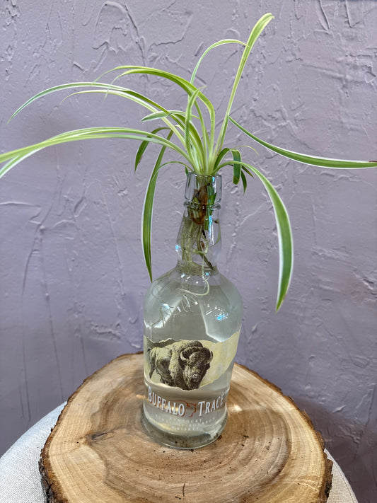 Buffalo Trace Propagated Spider Plant