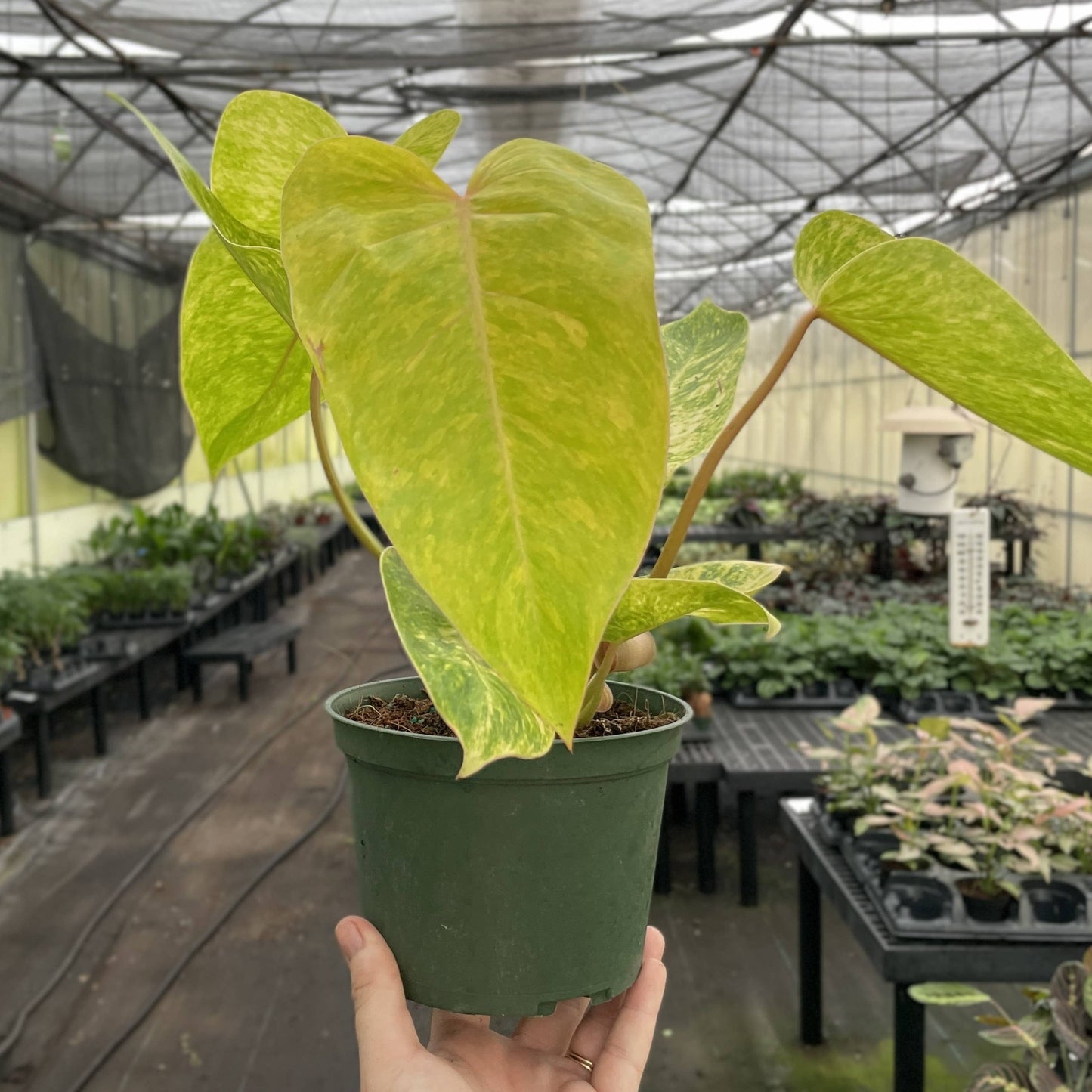 Painted Lady Philodendron - Live Plant - Rare: 4" Pot