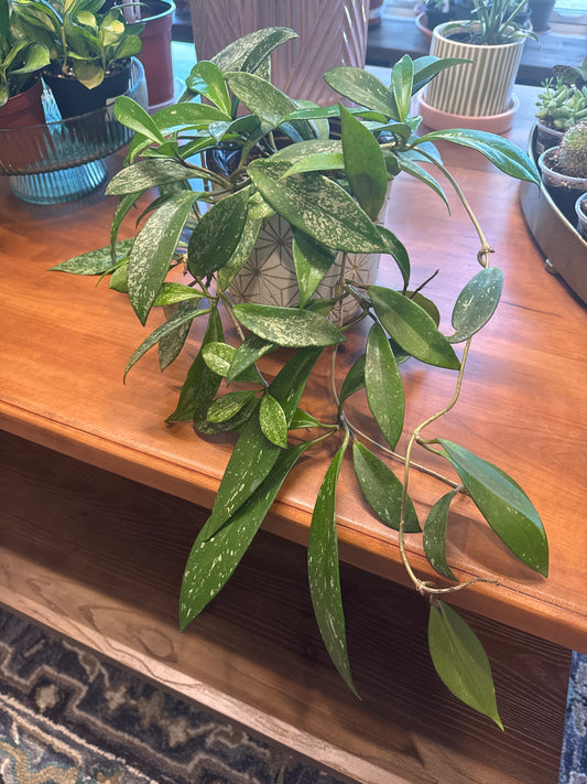 Hoya Pubicalyx verigated 6”