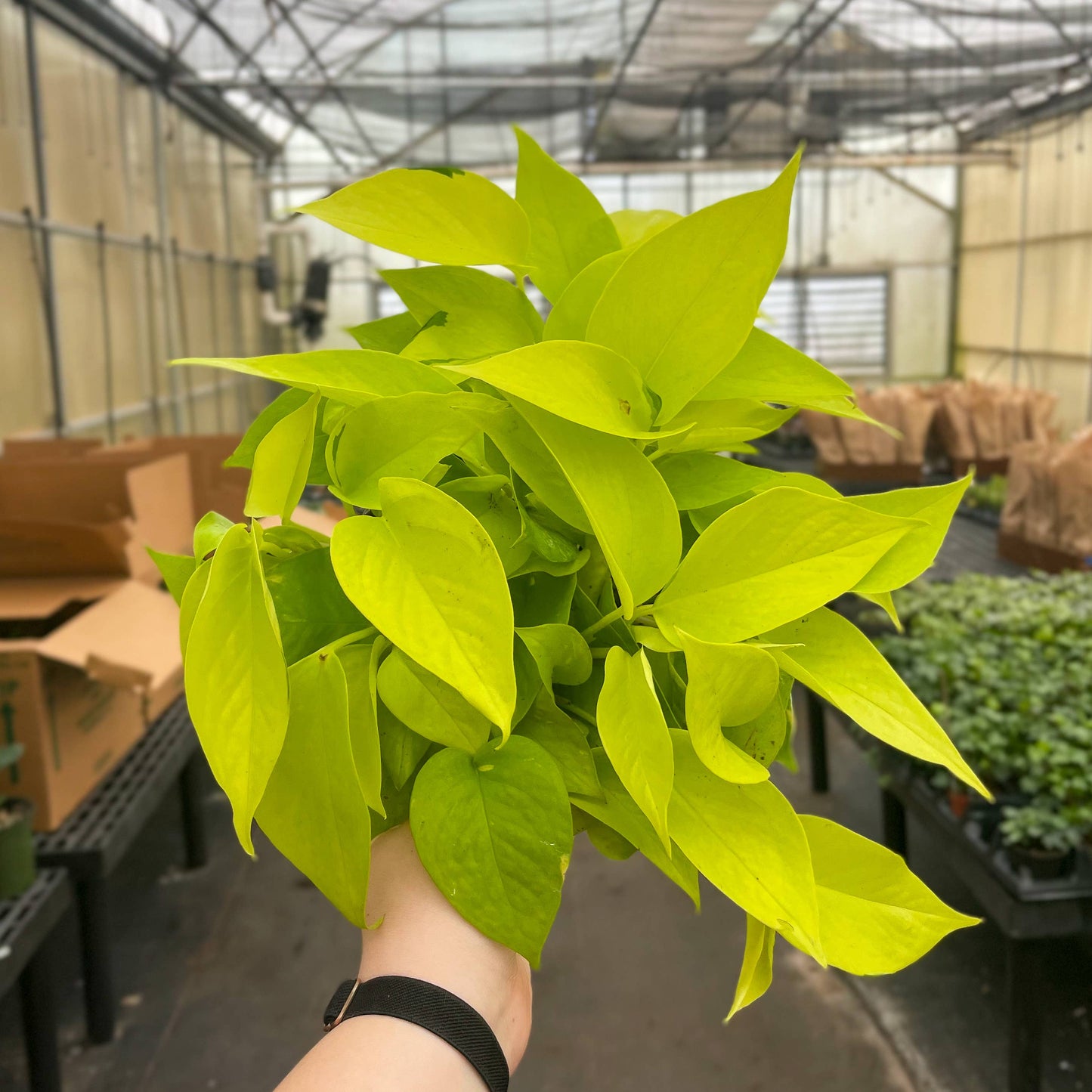 Neon Pothos Plant - Live Plant: 4" Pot