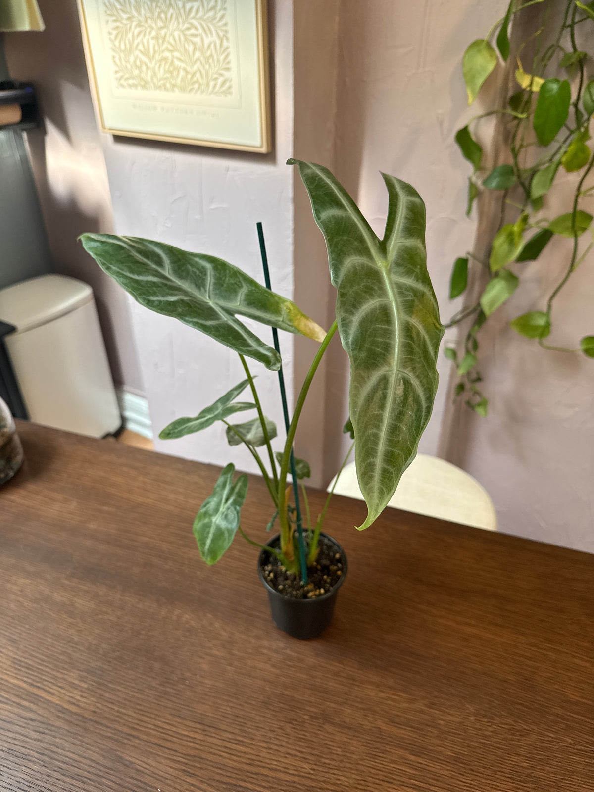 Alocasia Longiloba Silver - 4"