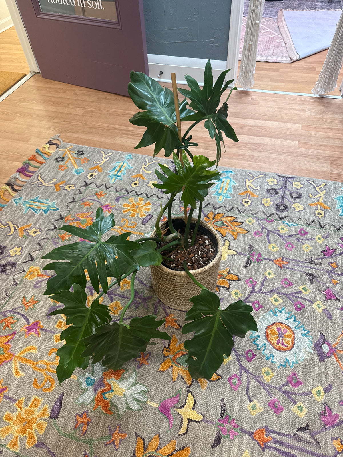 Philodendron Mayoi - Live Plant : 8" Pot